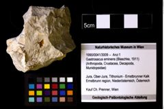 Foto (Objekt + Etiketten) von Gastrosacus eminens (Blaschke, 1911) 